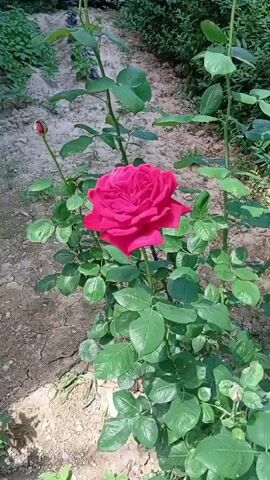 The video shows a red rose blooming in a garden. The camera zooms in on the rose, showing its petals in detail, then pans out to show the rose bush and the surrounding area. The ground is covered in dry soil, and there are green bushes in the background. The rose is a deep red color, and its petals are arranged in a spiral pattern. There is also a rose bud on the same plant, which is unopened. The video is shot in natural light, and the colors are vivid and clear.