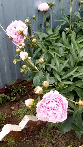 The video shows a close-up view of a peony bush with several pink and white flowers and many buds. The bush is located outdoors, next to a gray, corrugated metal fence. The leaves of the bush are a deep green and appear healthy. The flowers are in various stages of bloom, with some fully open and others still in bud. The video pans slowly across the bush, showing different angles of the flowers and foliage. The ground beneath the bush is covered in dark soil and some small green plants. A white, concrete border is visible in the lower left corner of the frame. The overall lighting suggests it is daytime.
