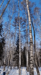 Winter forest scene captured on video in Ust-Ilimsk, Russia