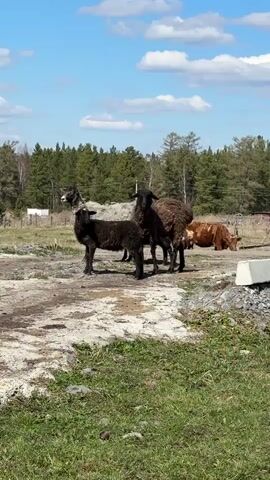 The video shows several sheep and a cow in a rural setting. There are four sheep: one is light gray, two are dark brown, and one is black. They are standing close together on a dirt path. Behind the sheep, there is a reddish-brown cow lying down on the ground. The background consists of a green field, a forest, and a blue sky with white clouds.  A small white building and some other objects are visible in the far background. The camera is stationary.