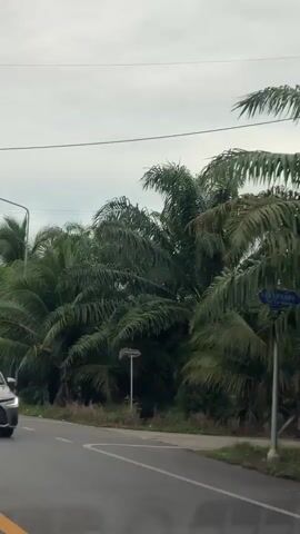 A grey sedan drives on a wet road lined with palm trees and lush green foliage. The sky is overcast. A street light is visible in the distance, and a yellow road marking is painted on the asphalt. The camera is mounted inside the car, capturing the view from the passenger seat.