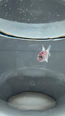 Pink fish, interior renovation, Orthodox churches documented in morning observations