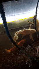 Koi tank in Indonesia, one fish appears to be dying