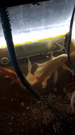 Koi tank in Indonesia, one fish appears to be dying