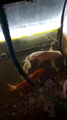 Koi tank in Indonesia, one fish appears to be dying