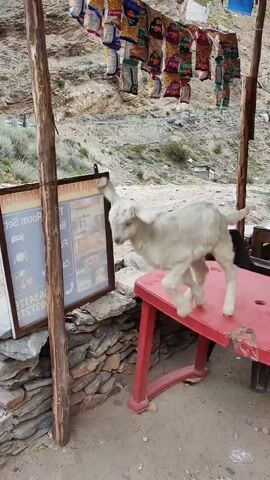 A white goat is walking around an outdoor area. A red table and chairs are visible in the background, along with a sign for a guesthouse. The ground is dirt and gravel, and there is a stone wall behind the goat. The sky is overcast.