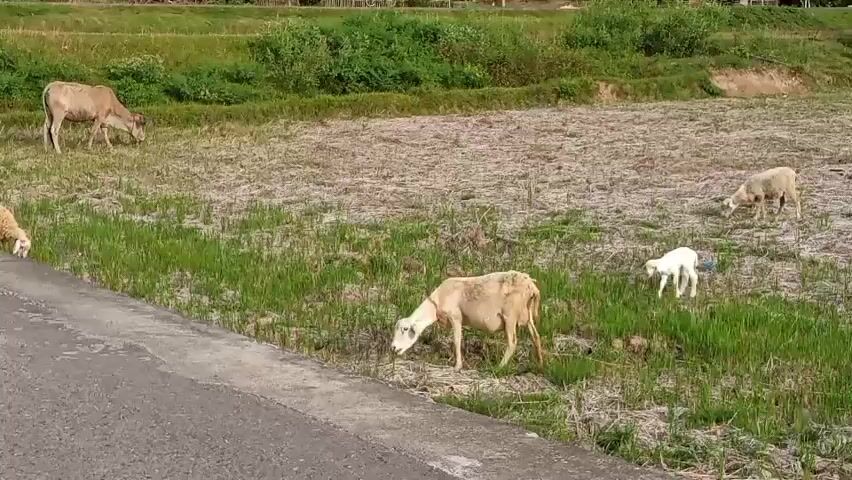 A herd of animals, including cows and sheep, graze in a field bordered by a paved surface. One cow stands to the left of the frame, while another is positioned further back in the field. Several sheep are scattered throughout the grassy area. One sheep lies down on the left side of the paved surface. Another sheep is seen grazing in the middle of the field, accompanied by a small white lamb. A third sheep is grazing on the right side of the field. The background features green vegetation and a slightly sloped terrain.