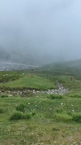 The video shows a misty mountain landscape. In the foreground, a grassy slope dotted with rocks and small white flowers leads down to a stream. Further down the slope, two cows graze in a green field. A dark-colored animal, possibly another cow or a large dog, is visible in the distance. The middle ground features a winding riverbed with a road running alongside it, and a structure that appears to be a dam or bridge. The background is obscured by thick fog, making it difficult to discern details. The overall impression is one of a serene, natural environment shrouded in atmospheric mist.