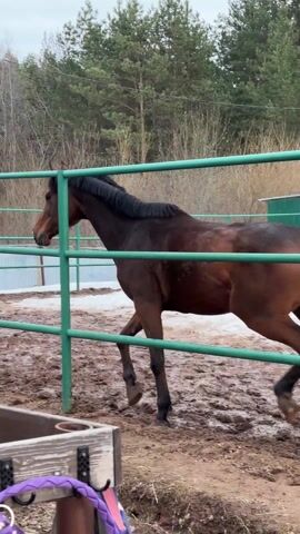 A brown horse with a black mane and tail trots within a muddy, fenced enclosure. The fence is green metal, and there's a small patch of snow inside. A streetlamp stands nearby, and trees can be seen in the background. A purple braided object rests at the bottom left of the frame. The sky is overcast.
