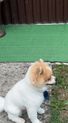 Pomeranians, donkeys, and farmyard birds at an Abkhazian property