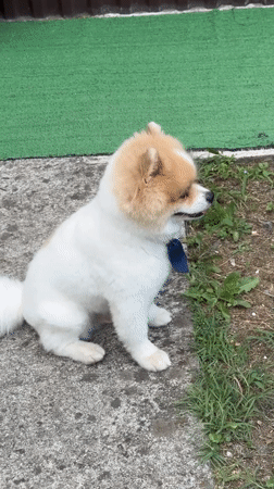 Pomeranians, donkeys, and farmyard birds at an Abkhazian property