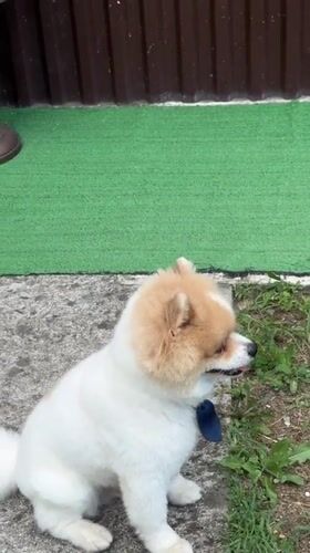 Pomeranians, donkeys, and farmyard birds at an Abkhazian property