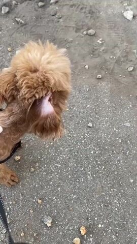 A person's hand is shown petting a small, light brown dog with curly fur. The dog is wearing a harness with a colorful pattern. The scene appears to be outdoors, with a gravelly or dirt ground visible. The dog is being held or guided by a leash, which is attached to the harness. The person is interacting with the dog in a gentle manner.