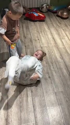 Two children are playing on a wooden floor. One child, wearing pajamas, is lying on their back with their legs in the air. The other child, wearing a brown t-shirt and gray pants, is straddling the first child and appears to be tickling them. The second child is also wearing gray socks. In the background, there are several inflatable balloons.