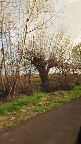 The video displays a sideways view from a moving vehicle, likely looking out a window. The perspective is oriented vertically, showing the landscape as if rotated 90 degrees. On the right side of the frame, a dark, narrow strip resembling a road or path is visible. Along the left and central parts of the frame, a continuous line of trees passes by. Some of these trees are covered in fresh green leaves, indicating springtime, while others still show a network of bare branches. Beyond the trees, a wide, flat field extends towards the horizon under what appears to be a bright or slightly overcast sky. The scenery continuously shifts as the vehicle travels forward.