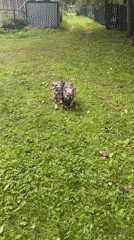 Two French Bulldogs play and wade along a Russian riverbank