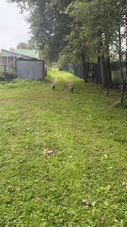 Two French Bulldogs play and wade along a Russian riverbank