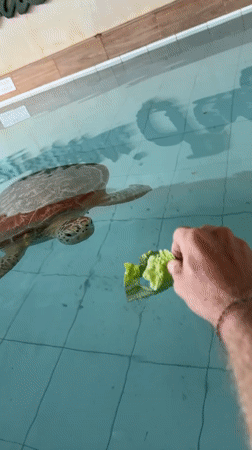 Sea turtle conservation visit on a Denpasar beach morning
