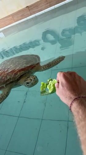 Sea turtle conservation visit on a Denpasar beach morning