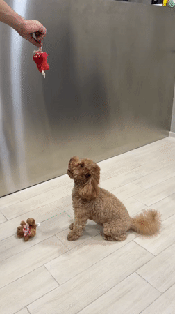 Poodle playtime with a dangling toy, indoors in Tbilisi