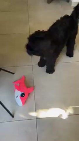A black dog stands on a tiled floor, with a pink and white shark toy lying nearby. The dog looks at the camera and then jumps forward, briefly covering the camera's lens. The scene takes place indoors with sunlight shining in.