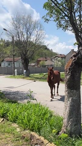 The video captures a brown horse standing and walking on an asphalt road in a village setting, identified as Gabare, Bulgaria, on a sunny day.

The primary subject is a medium-sized brown horse with a white blaze on its forehead and lighter markings on its lower legs. It wears a halter with a lead rope that trails on the ground. Initially, the horse is seen walking slowly on the paved road, moving gently towards the camera. It then stops, standing still in the middle of the road, turning its head slightly to observe its surroundings with a calm and curious demeanor.

The scene depicts a typical rural or semi-rural environment. In the background, various houses with traditional red-tiled roofs and light-colored walls are visible, interspersed with numerous deciduous trees and fences. Rolling hills covered in greenery can be seen behind the houses. The ground flanking the road is covered in lush green grass and small plants, suggesting springtime or early summer. A street light and several garbage bins are also present along the roadside.

The weather is bright and clear, with abundant sunlight casting distinct shadows. The sky above is blue with scattered white clouds. There is no visible text in the video.