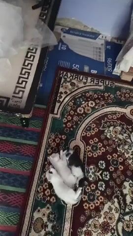 In this video, three kittens are sleeping on a patterned rug. Two of the kittens are white, and one is black and white. They are cuddled together for warmth and comfort. The rug has a rich, ornate design with floral motifs in shades of green, red, and gold. Behind the kittens, to the left of the frame, is a striped blanket or rug in shades of green, blue, and red. To the upper right, there are stacked boxes, one with text indicating "10" and another with "50". The scene appears to be indoors, possibly a home, with soft lighting. The overall mood is peaceful and serene, highlighting the cuteness of the sleeping kittens. The visible text on the boxes provides a subtle clue about the setting, though it doesn't offer specific details about the immediate surroundings. No people are visible in the footage. The time of day and weather are not discernible from the video. The location context of "Пистамазор, Tajikistan" suggests a rural or semi-rural environment in Central Asia.