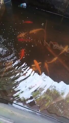 A school of koi fish swim in a shallow, murky pond. The fish are a mixture of orange, gold, and red. The water is disturbed by ripples, suggesting movement or perhaps a light current. In the upper left corner, a discarded plastic bottle floats on the surface. The pond appears to be a man-made structure, possibly a garden pond or a small water feature.