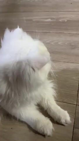 A white fluffy cat is lying on a wooden floor. A person's hand appears and interacts with the cat. The hand offers something to the cat and then pets its head and chest. The cat blinks and looks at the hand.
