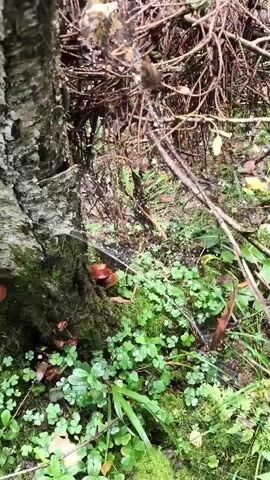 A spiderweb is visible, catching small white specks. The web is draped over branches and a tree trunk. The surrounding environment is a forest floor with green plants and moss.