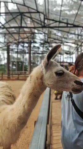 The video captures a close-up of a llama's head and neck as it interacts with people in an outdoor enclosure. The llama, with its distinctive long neck and fuzzy fur, is positioned to the left of the frame, its head turned towards a person on the right. The person, partially visible from the side, is wearing a blue t-shirt and appears to be interacting with the llama, possibly feeding it.

Behind the llama and the person, the scene opens up to reveal a wider view of the enclosure. Other people can be seen in the background, some standing and others potentially seated. The enclosure itself seems to be covered by a translucent roof supported by a metal structure, suggesting an open-air zoo or animal park. The ground appears to be sandy or dirt.

The overall impression is a casual, daytime visit to an animal attraction, likely in Đông Mang, Vietnam, given the location context. The llama's expression is calm, and the interaction with the people seems relaxed. There is no visible text in the video. The lighting suggests it is daytime, with natural light illuminating the scene.