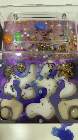 A close-up, top-down shot shows an ant farm with two levels. The top level is filled with purple sand, small colorful decorative pebbles, a blue plastic object, a green plastic object, and an orange plastic object. The bottom level is a clear plastic enclosure with a purple and white marbled background. This level contains multiple chambers, some filled with a coarse grain mixture that appears to be food for the ants, and others are empty, white chambers. Numerous black ants are visible moving within the chambers and tunnels of the bottom level, and some are interacting with the food. The ant farm is secured with small silver screws.