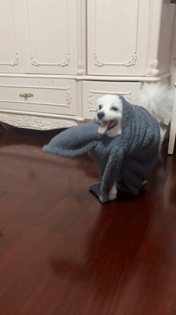 White dog in elephant costume and blanket steals the show