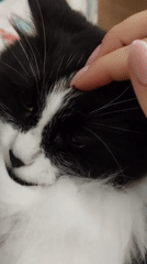 Domestic cat captured in daily moments across Plovdiv home