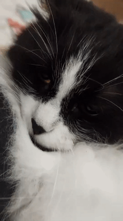 Domestic cat captured in daily moments across Plovdiv home