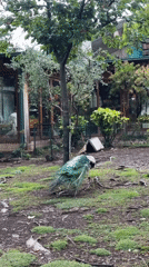 Peacock forages in Budva park, Montenegro