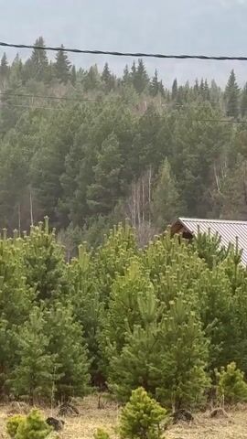 The video shows a view of a house partially obscured by young pine trees. The house has a metal roof. Behind the house and pine trees is a dense forest of mixed trees, including birch. The sky is overcast, suggesting a cloudy or rainy day. Power lines run across the top of the frame. The landscape is slightly elevated, with dry vegetation visible in the foreground.