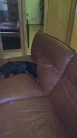 A black dog lies on a brown leather couch. In the background, a glass coffee table sits on a patterned rug. There are also some plants and furniture.