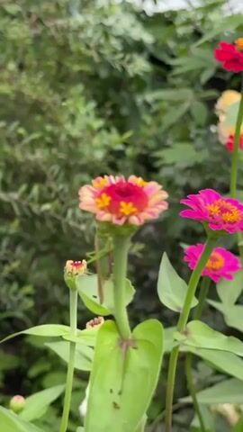 A close-up shot focuses on a flower with pink and yellow petals. A praying mantis is visible on the stem of the flower. In the background, there are green leaves and other flowers, including a bright pink one. The scene appears to be a garden.