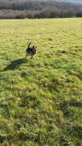 A dog runs through a grassy field on a sunny day. The dog is black with tan markings.  The field is green, and the sky is blue.  In the distance, there is a person walking.  The camera follows the dog as it runs.