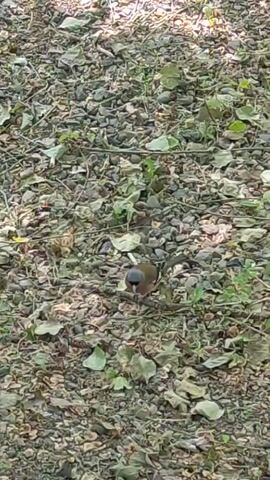 A bird is foraging on the ground. The bird is brown and grey, with a reddish-brown breast. It is standing on a surface covered with dry leaves and small stones. The bird is looking down at the ground, presumably searching for food. The lighting suggests it is daytime.