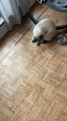 Siamese Cat Plays with Paper in Antwerp Home
