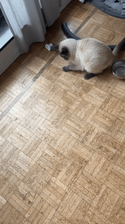 Siamese Cat Plays with Paper in Antwerp Home