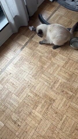 A Siamese cat plays with a small white crumpled piece of paper on a parquet floor next to a metal food dish. A baby swing is partially visible in the background, near a white curtain next to a window. The cat paws at the paper, rolls around it, and bites it.