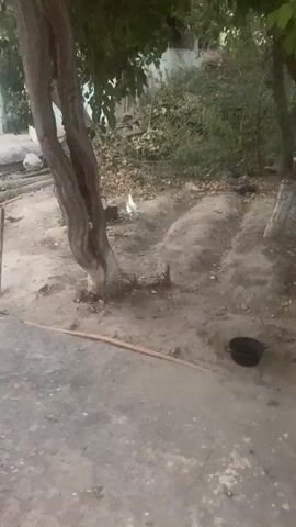 The video shows a rural scene with a large, gnarled tree in the foreground. A white chicken is visible in the background, near a pile of pruned branches. A metal pot and a long wooden pole are on the ground near the tree. A building with a light blue wall and an open doorway is visible behind the tree. The ground is a mixture of dirt and concrete. The camera appears to be handheld and is slightly shaky.