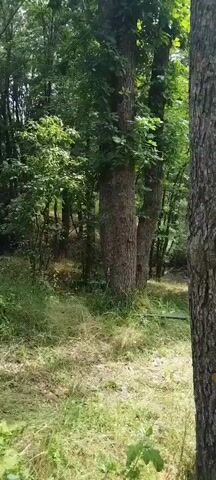 The video, lasting 00:00:04, shows a slow pan from left to right, revealing a verdant forest scene with a body of water in the background. The camera starts focused on a tree trunk in the foreground, adorned with yellow markings. As the camera pans, more trees and lush green foliage become visible, creating a dense forest environment. The ground is covered with grass and some dead wood, suggesting an untamed natural setting. In the distance, a serene body of water, possibly a lake or a wide river, can be seen, reflecting the bright sky. The overall impression is one of tranquility and natural beauty, with the forest providing a rich, green foreground to the water in the background.