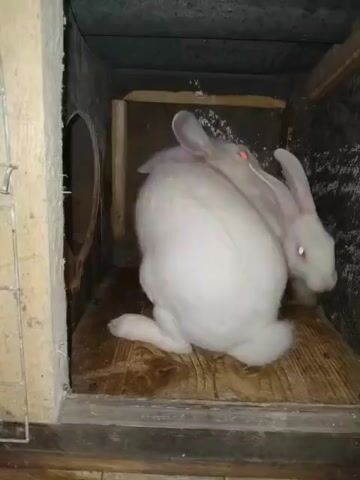 The video shows two white rabbits inside a wooden enclosure. One rabbit is in the foreground, facing away from the camera and appears to be grooming itself. The second rabbit is partially visible behind the first, facing the camera. The enclosure appears to be a nesting box, with wooden planks forming the walls and floor. There is a circular opening on the left wall. The lighting is dim, and the overall environment appears to be rustic. The rabbits are the sole focus of the video.