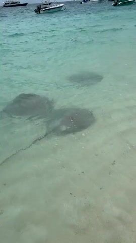 The video shows three stingrays swimming in shallow, clear water close to a beach. The water is light turquoise in color, and the sandy bottom is visible. Several small boats are docked in the distance. The stingrays are dark grey and move slowly near the shore. The camera is held still, providing a clear view of the stingrays as they glide through the water.