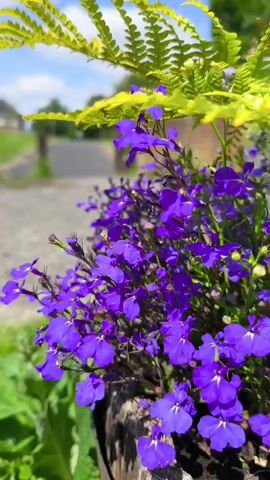 This is a close-up, vertical video of a cluster of vibrant purple lobelia flowers in a planter. The flowers are in full bloom, with many delicate petals. Above the lobelia, a frond of bright green fern unfurls, its leaves catching the sunlight. The background is softly blurred, suggesting an outdoor setting on a bright, sunny day with a blue sky dotted with white clouds.

The scene appears to be a residential area, possibly a garden or patio, with hints of a pathway or road in the distance, bordered by green grass and a few houses. The planter itself seems to be made of weathered wood, adding a rustic touch. The sunlight illuminates the flowers, making their purple color pop and highlighting the textures of the petals and fern leaves. The overall mood is cheerful and serene, evoking a sense of natural beauty on a pleasant day.

There is no visible text in the video. The time of day is likely late morning or early afternoon, given the bright sunlight and clear sky. The location cues suggest a temperate climate, and the mention of "Ongar, Ireland" provides specific geographical context. No people are visible in the frame.