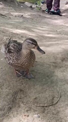 A mallard duck is standing on a dirt path. The duck is facing right and looking down. Its head is tilted slightly. The duck's wings are slightly raised. In the background, there are a few pigeons and two people's legs. One person is wearing maroon pants and black shoes, and the other person's legs are not fully visible. The environment appears to be outdoors, possibly a park.